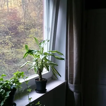 招待所 Elfenmuehle 巴特贝特里希